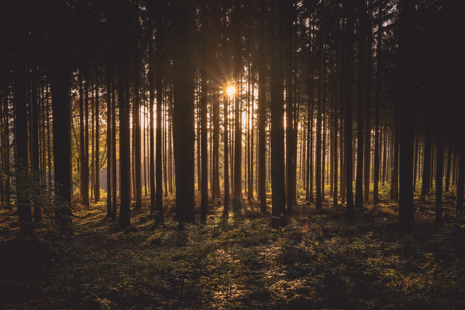 Finland Leads the Charge on  Renewable Energy